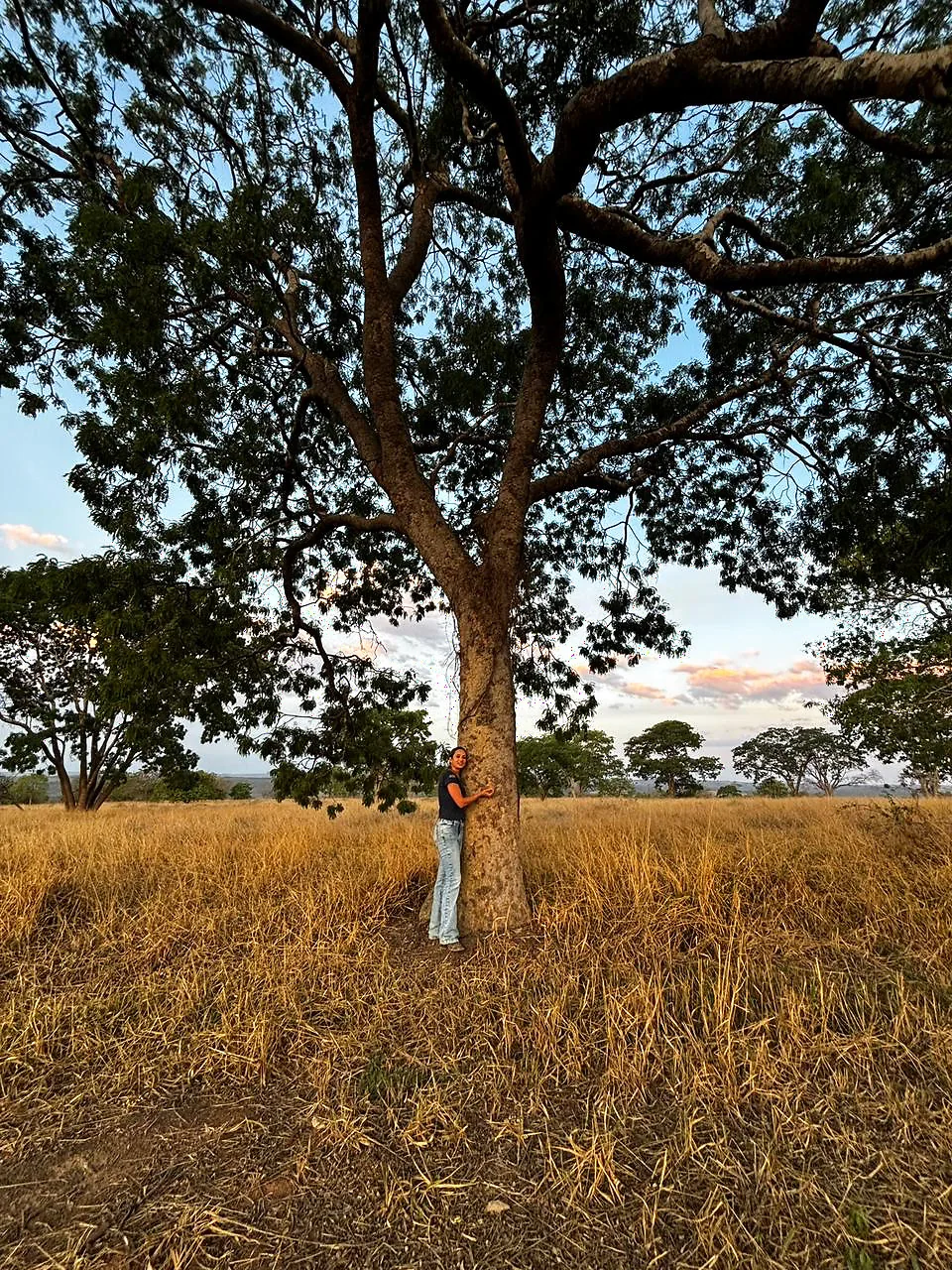 Árvore centenária no campo dourado do Cerrado ao fim da tarde, na fazenda da AF