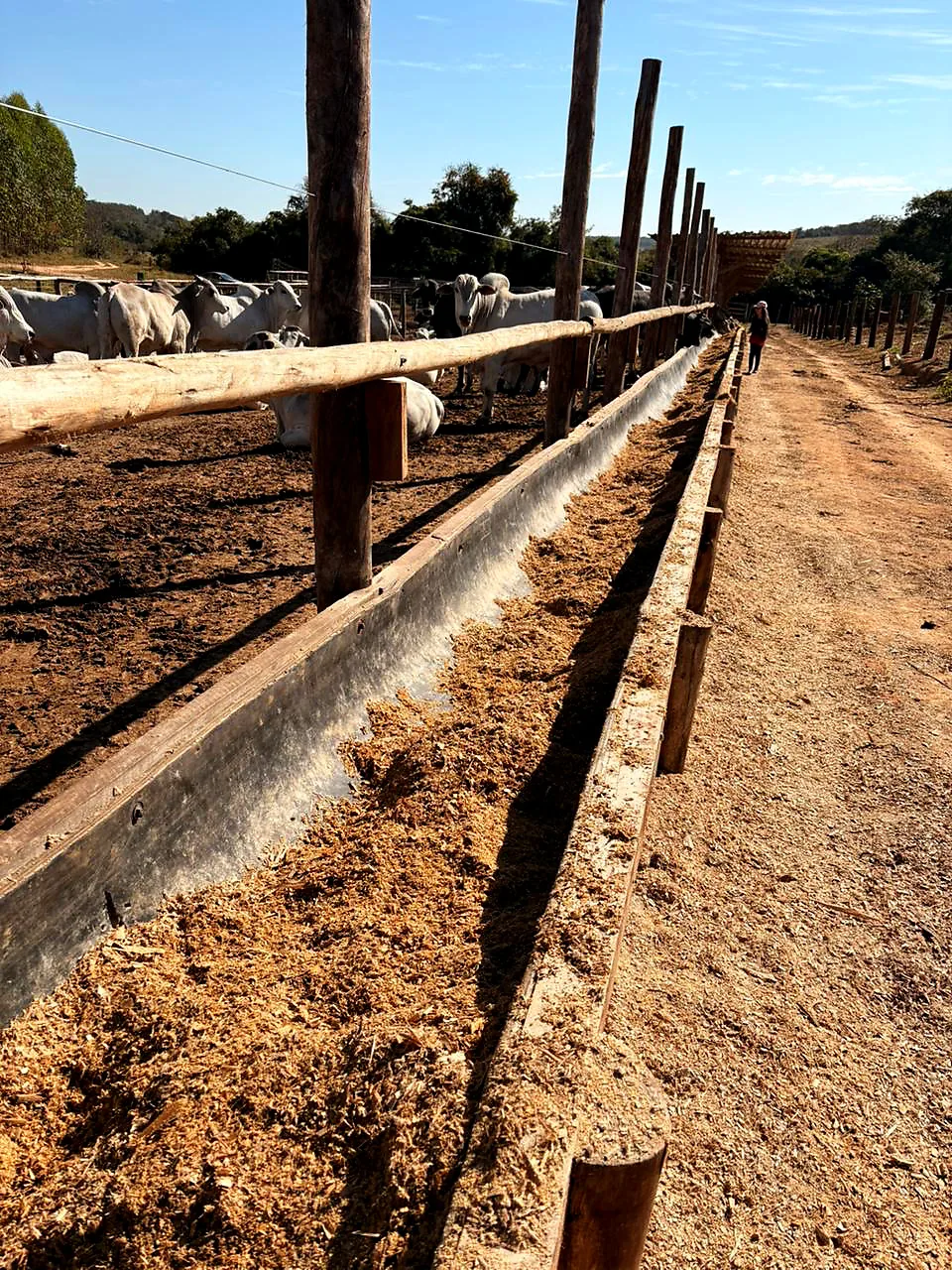 Cocho de confinamento da AF Agronegócio em perspectiva, gado enfileirado e a operação ao fundo