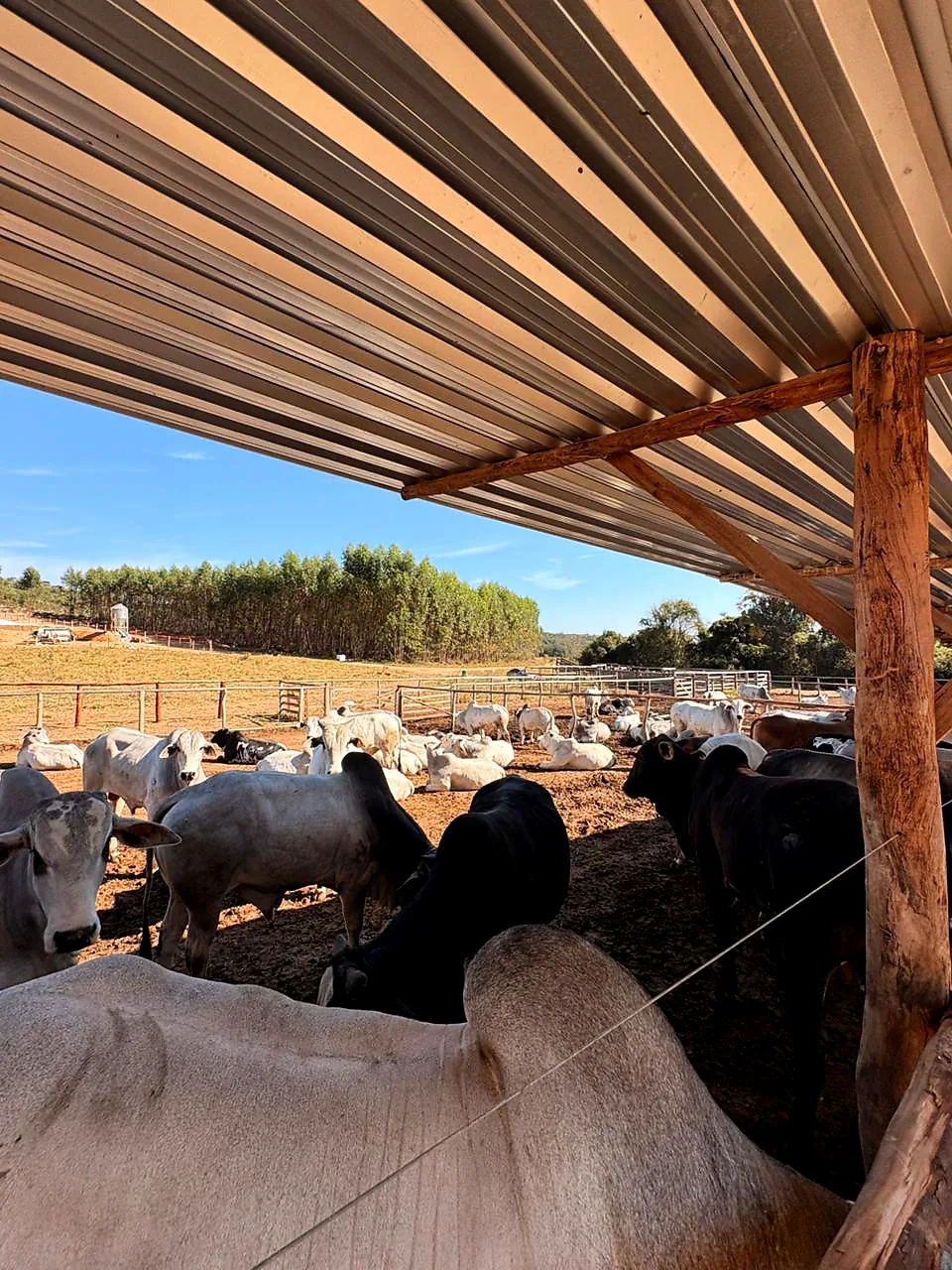 Confinamento sob cobertura na estrutura da AF Agronegócio