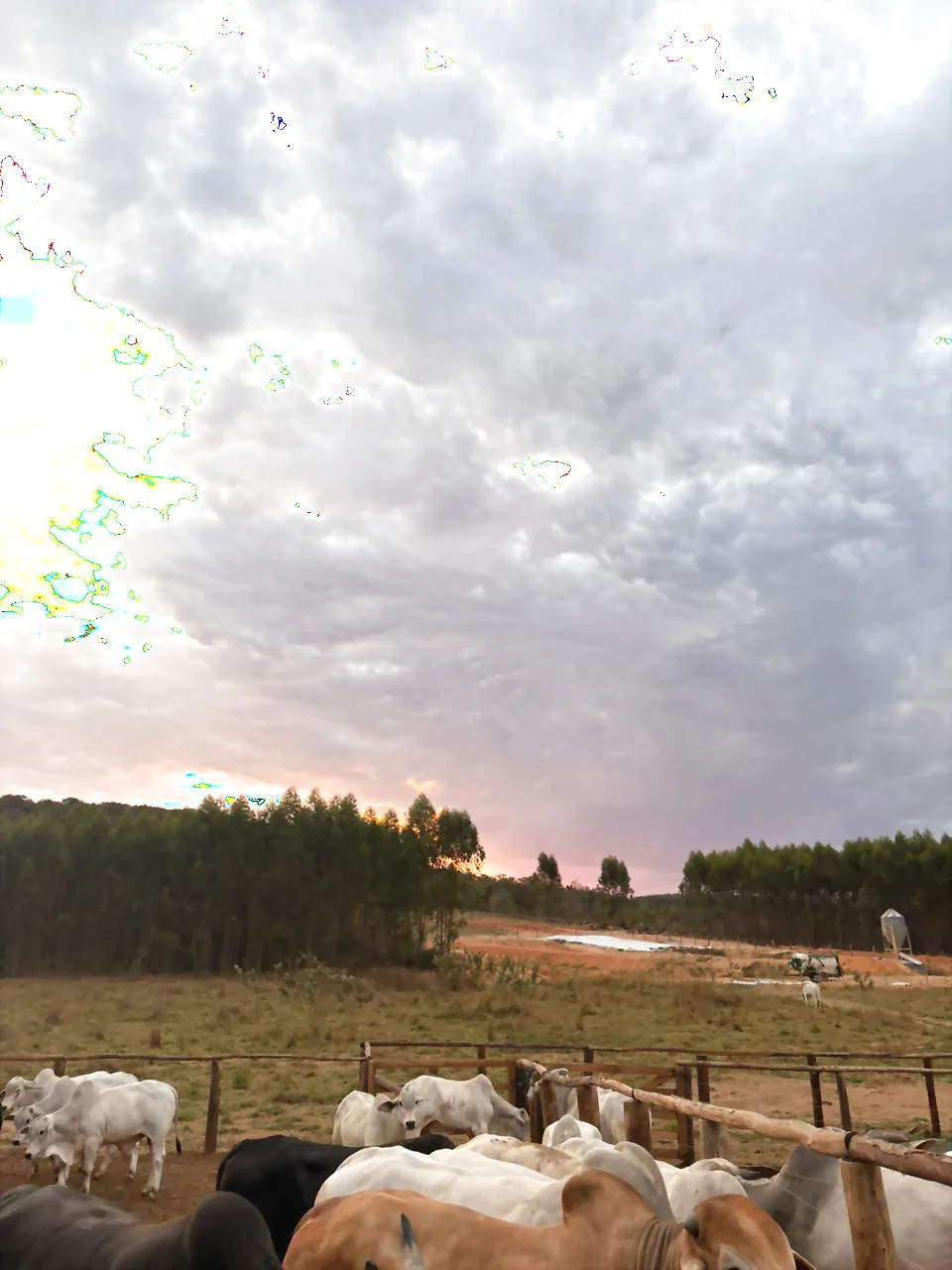 Rebanho da AF ao crepúsculo, sob céu dramático do Cerrado